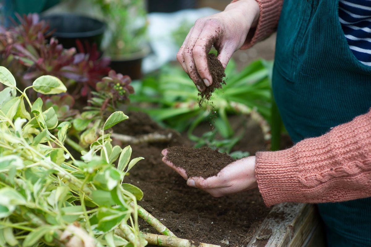 A gardener working and checking the soil, close up.