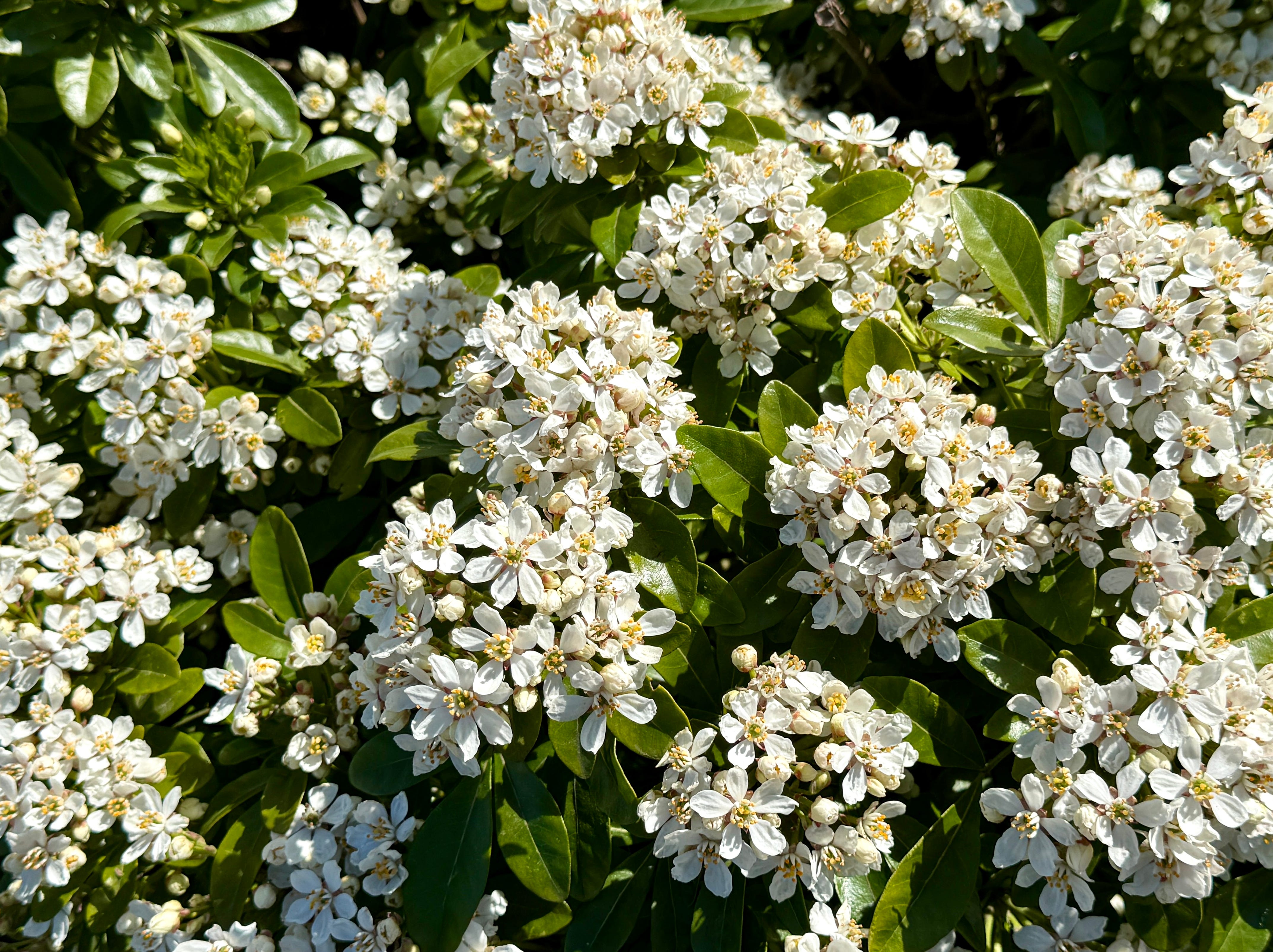 shrubs that thrive in pots