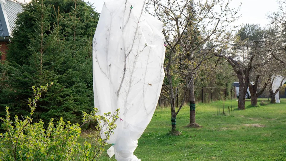Protecting fruit tree blossoms from cold frostbite in early spring outdoors in garden with white freeze protection fabric.