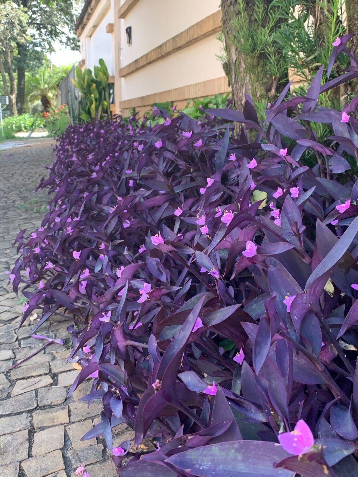 Saw this plant and couldn't stop myself on taking a picture. Though I don't know the name of the plant. Does anybody of you know the name of this beautiful plant?