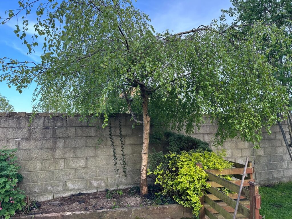 Back garden landscaping seeking suggestions Back garden landscaping seeking suggestions