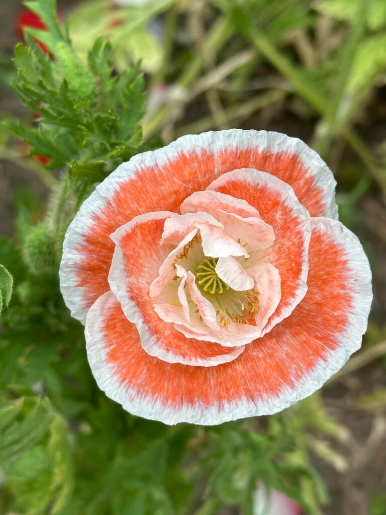 Poppies from my garden