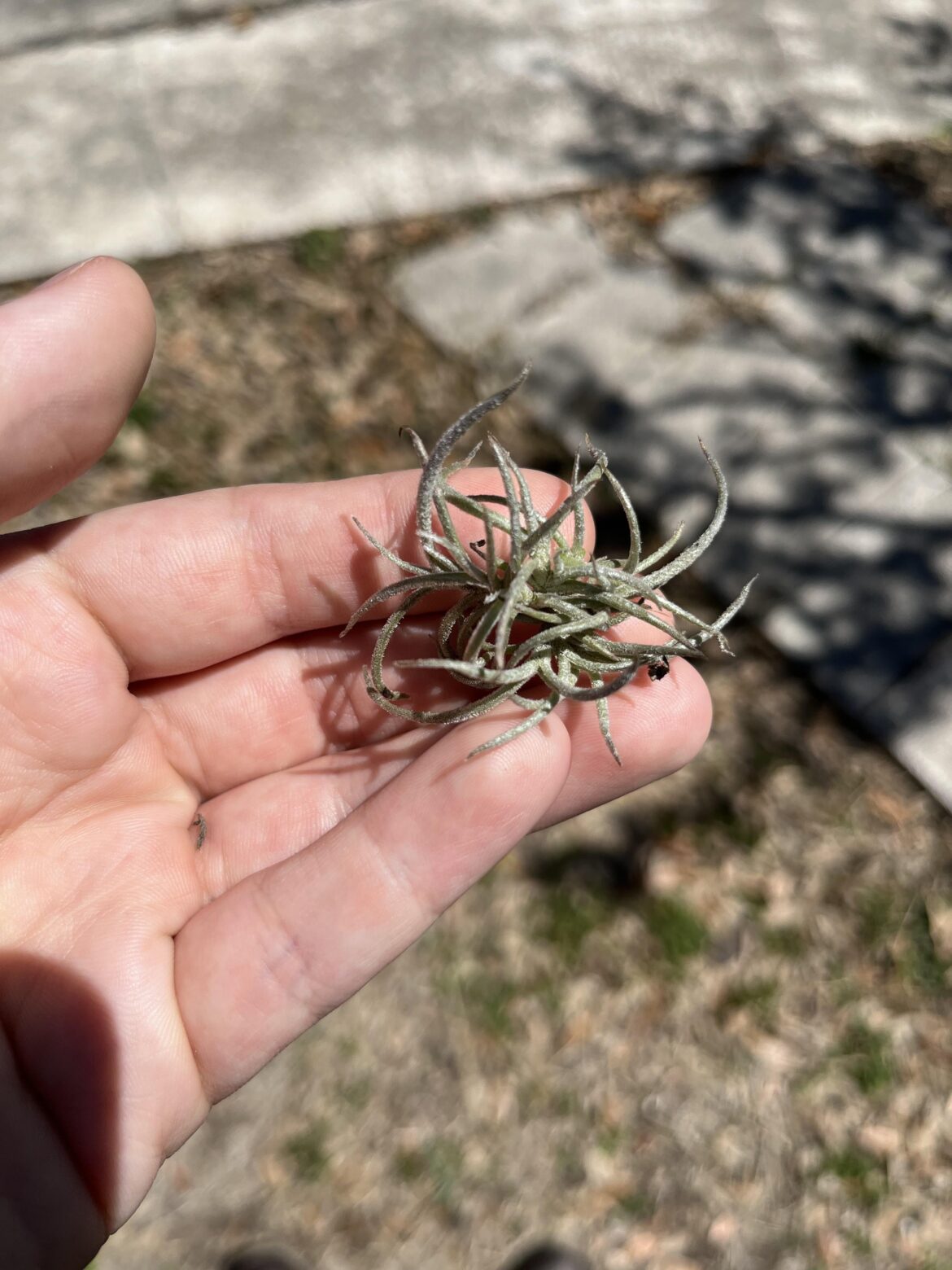 Airplant?