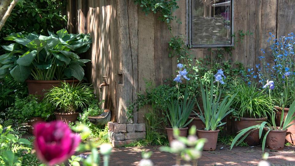 Agapanthus, hostas, and other blue flowering plants in containers at the Chelsea Flower Show.