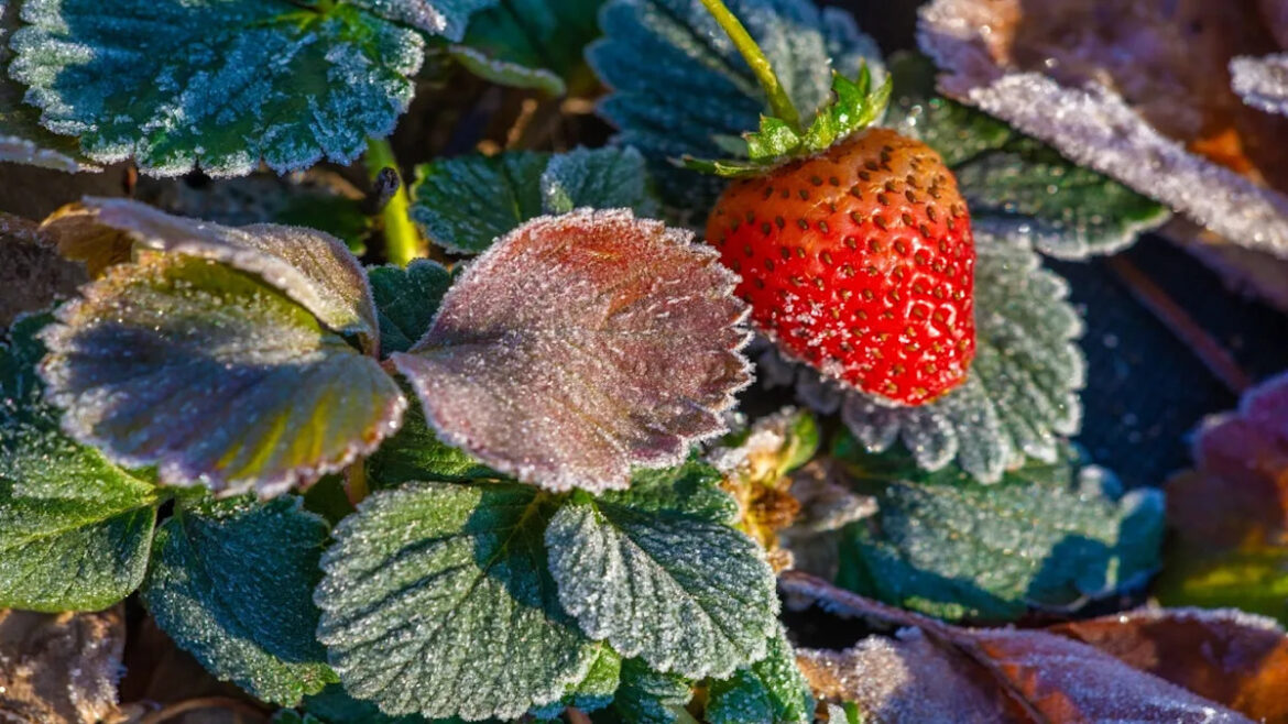 Stop Making These Late Spring Freeze Mistakes That Cost Gardeners $200 in a Single Night Yahoo lifestyle home