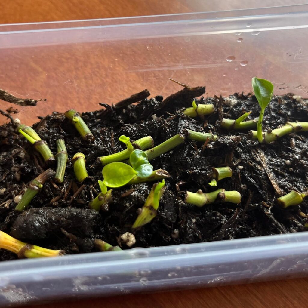 Babies!