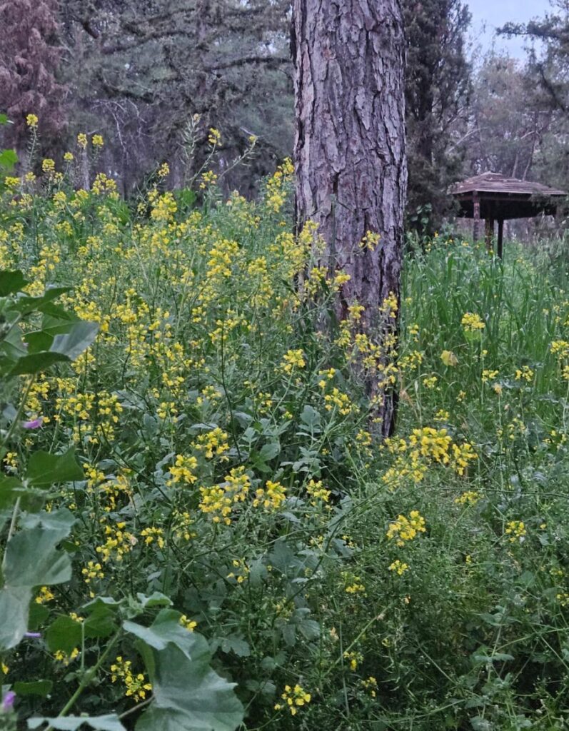 What are these flowers? Location is Greece