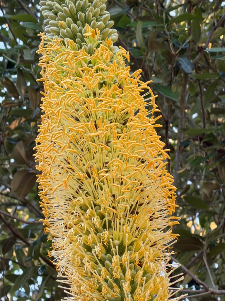 Bees on death bloom