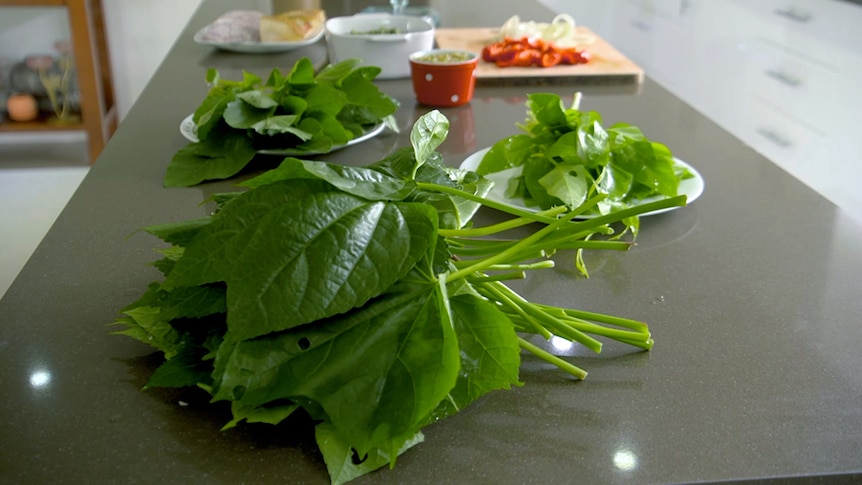 A selection of leafy green plants on a kitchen bench.