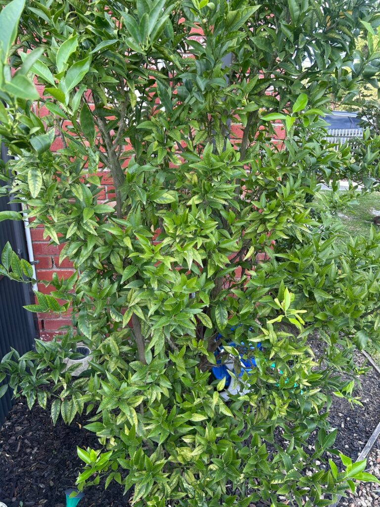 Citrus tree – infected with gall wasps? Citrus tree - infected with gall wasps?