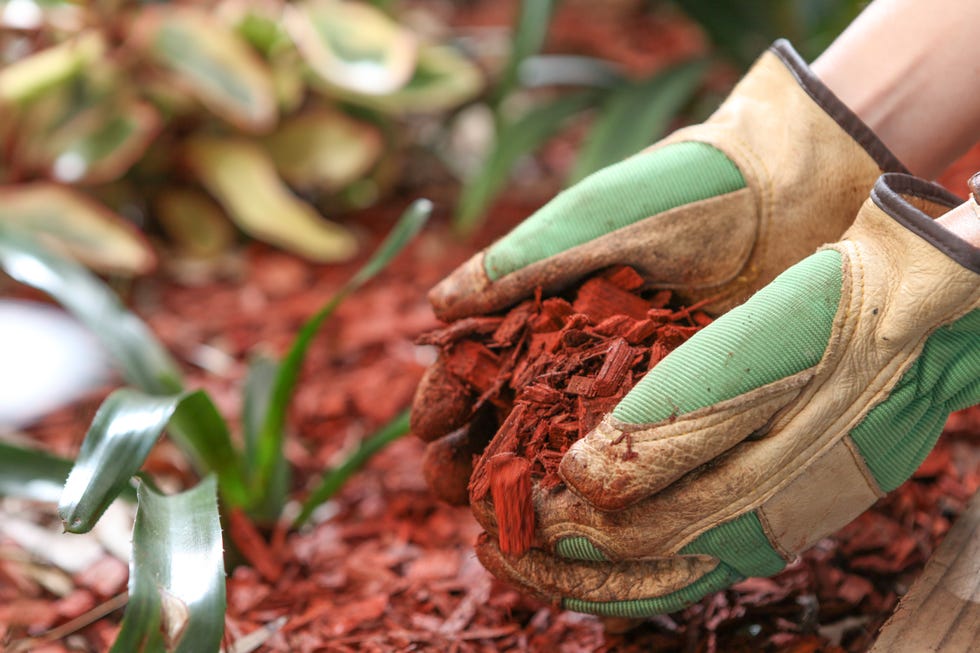 Mulching the garden with red cedar woodchip Mulching the garden with red cedar woodchip
