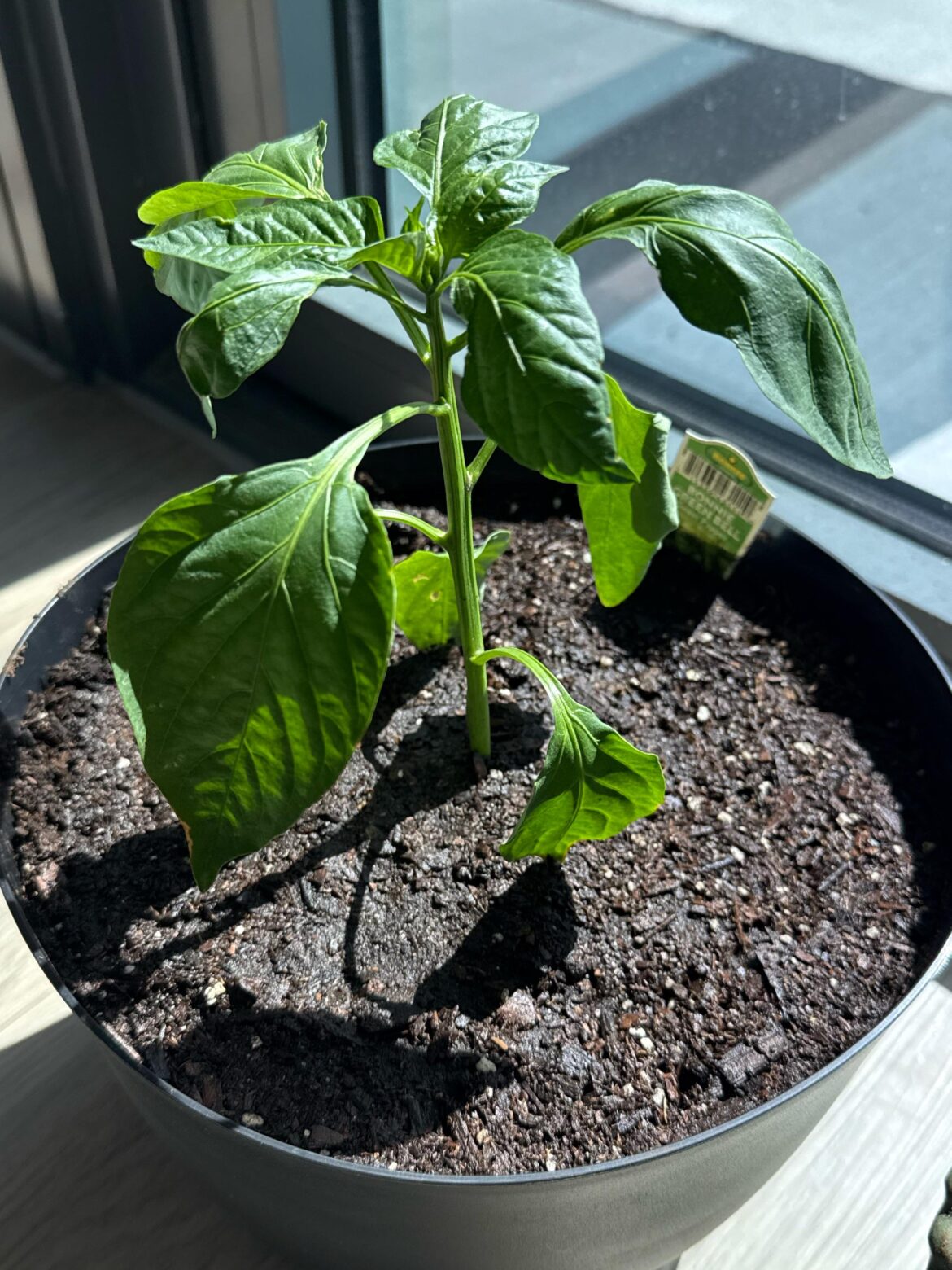 Drooping Leaves?