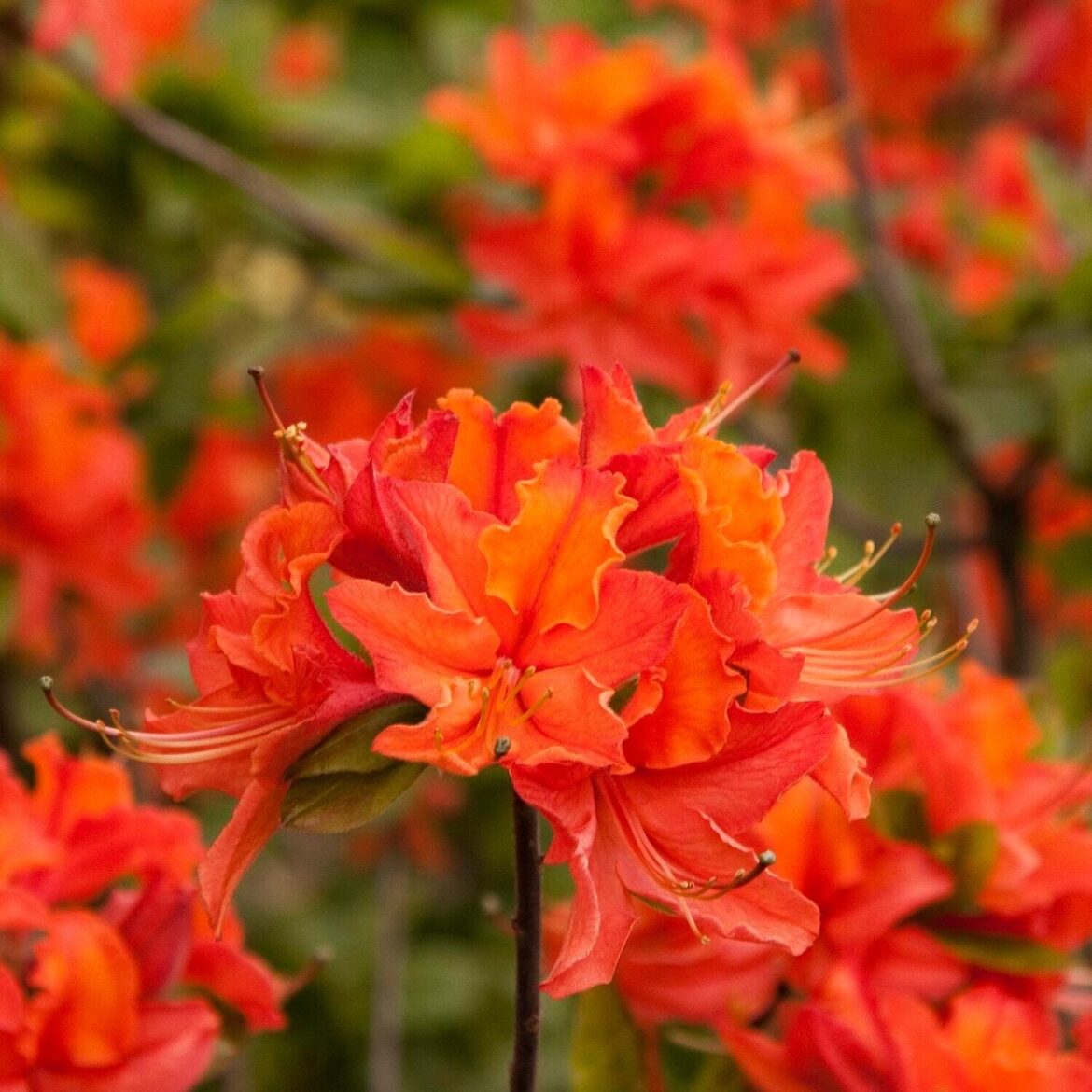 Top 10 Orange Flowering Shrubs for Bright Garden Color Top 10 Orange Flowering Shrubs for Bright Garden Color