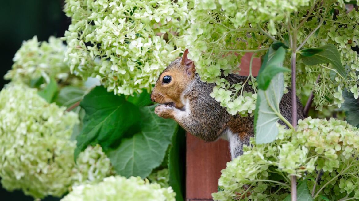This Natural Solution Is An Easy Squirrel Deterrent For Vegetable Gardens This Natural Solution Is An Easy Squirrel Deterrent For Vegetable Gardens