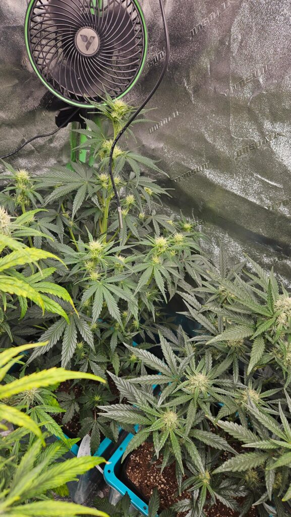 Loveeee coco & ebb & flow systems ❤️🌱