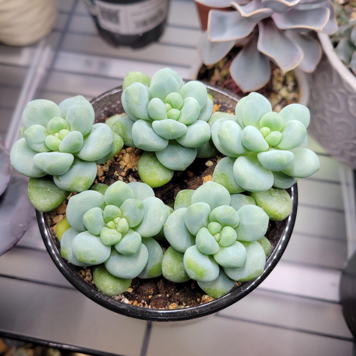 Sedum Treleasei