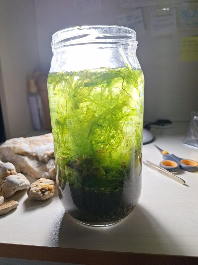 i made a sea ecosphere it has 2 critters one is in the second image and the second one is at the size of a normal garden snail. i found so little white things floating really fast,something at the top (third image) and 4-5 dead things (the last image) i wanna keep it closed just sunlight