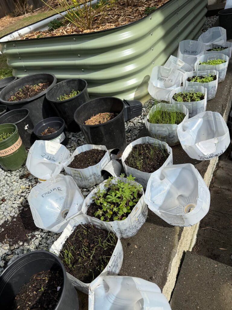 Was not expecting a near 100% germination rate….