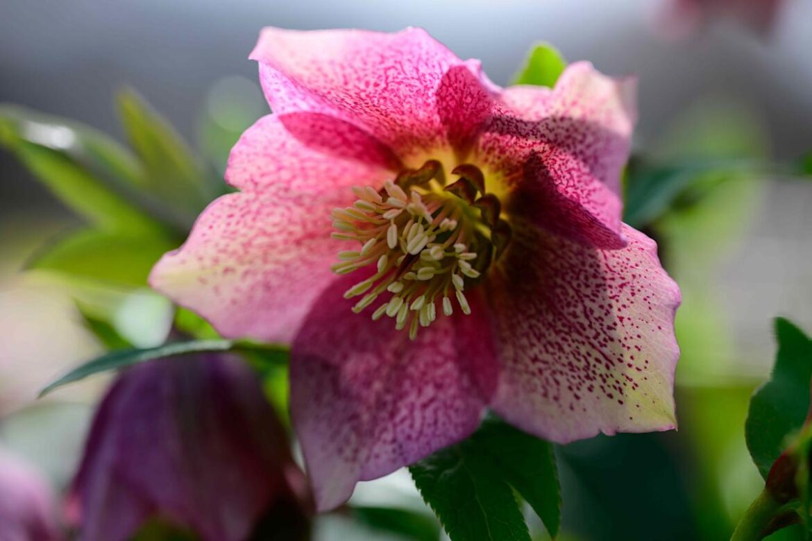 9 Early-Blooming Perennials to Wake Up Your Spring Garden and Fill It With Flowers 9 Early-Blooming Perennials to Wake Up Your Spring Garden and Fill It With Flowers