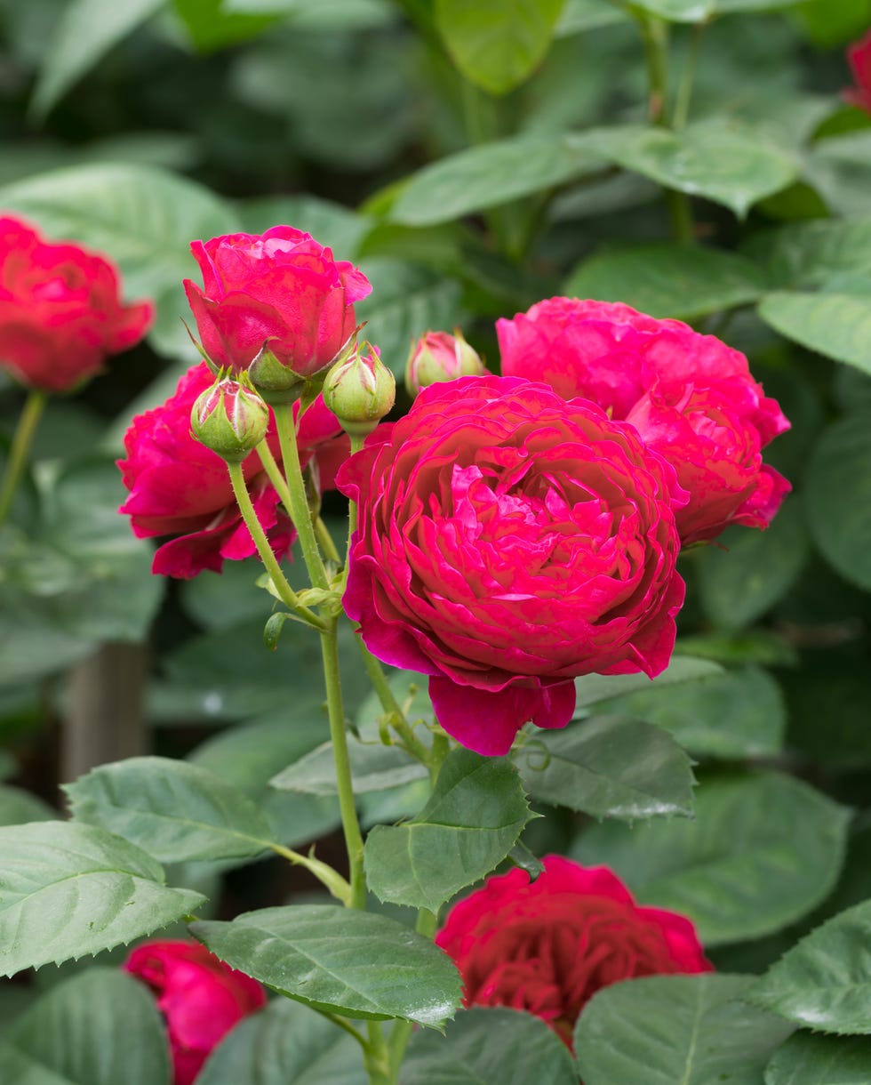 Alan Titchmarsh new garden roses a cluster of red roses with dark green leaves around them