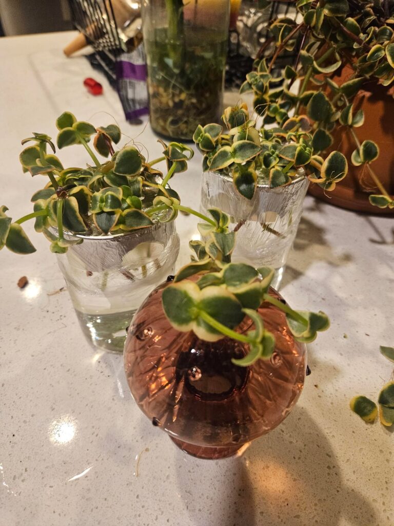 My mama Calico Kitten has given me 30+ plants this year My mama Calico Kitten has given me 30+ plants this year