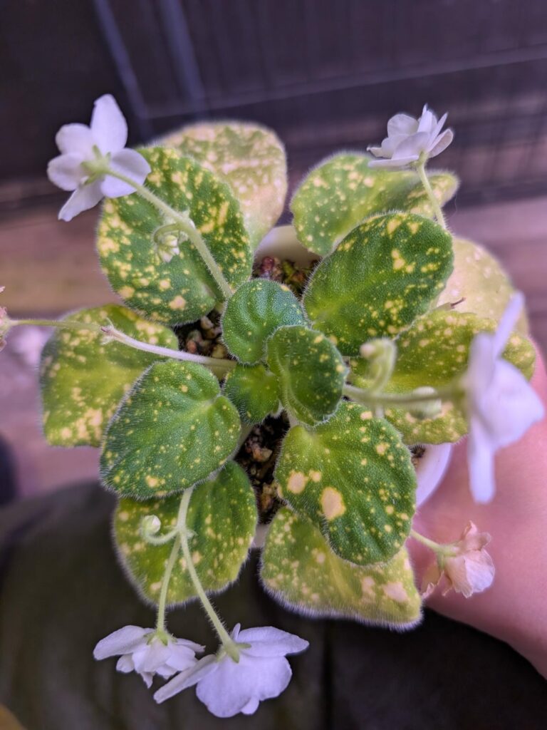 Pollen Troubles Pollen Troubles
