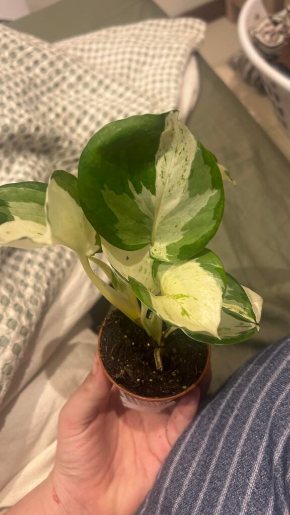 Identification help