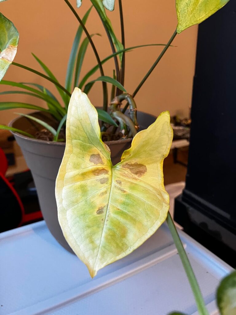Is this root rot?