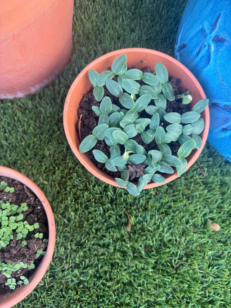 Cucumber growth in 24 hours