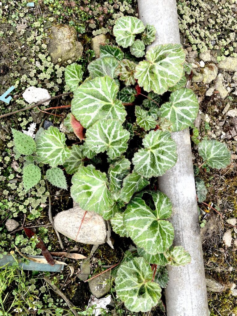 Wild begonia