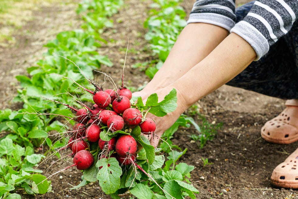 red radishes bunch just pulled out of a garden bed