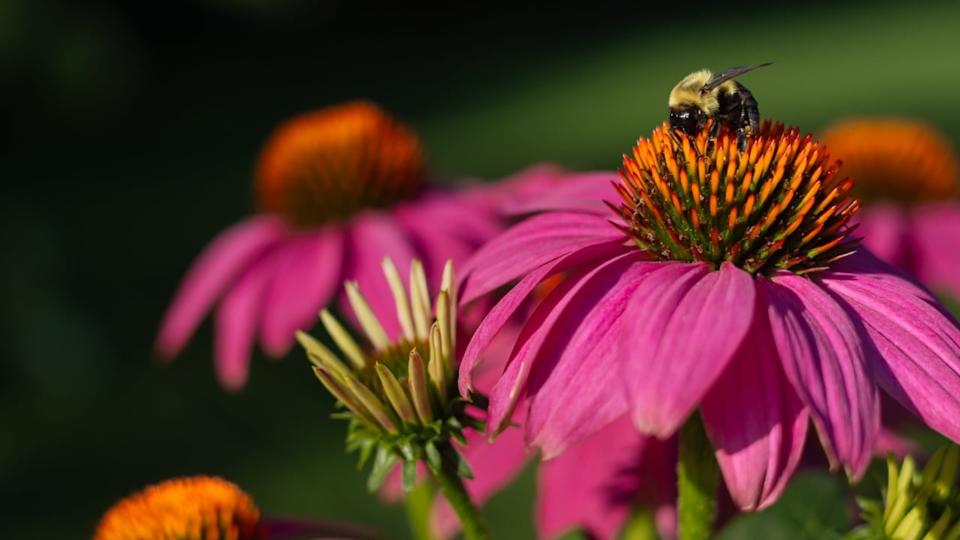 A horizontal photo of a single bumble bee seeking pollen in a pollinator garden in a residential Chicago on a pink coneflower, echinacea purpurea,