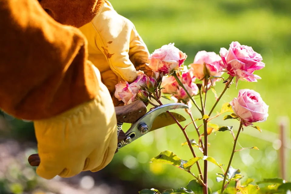 pruning roses for spring