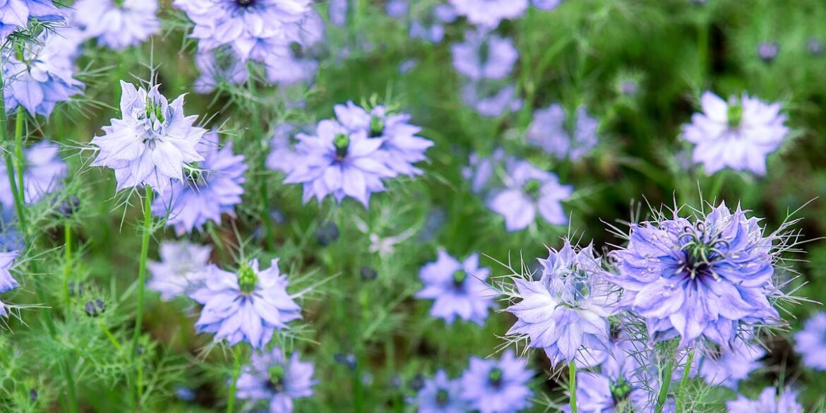 7 Old-Fashioned Flowers To Grow Now – Including 'Touch-Me-Not'