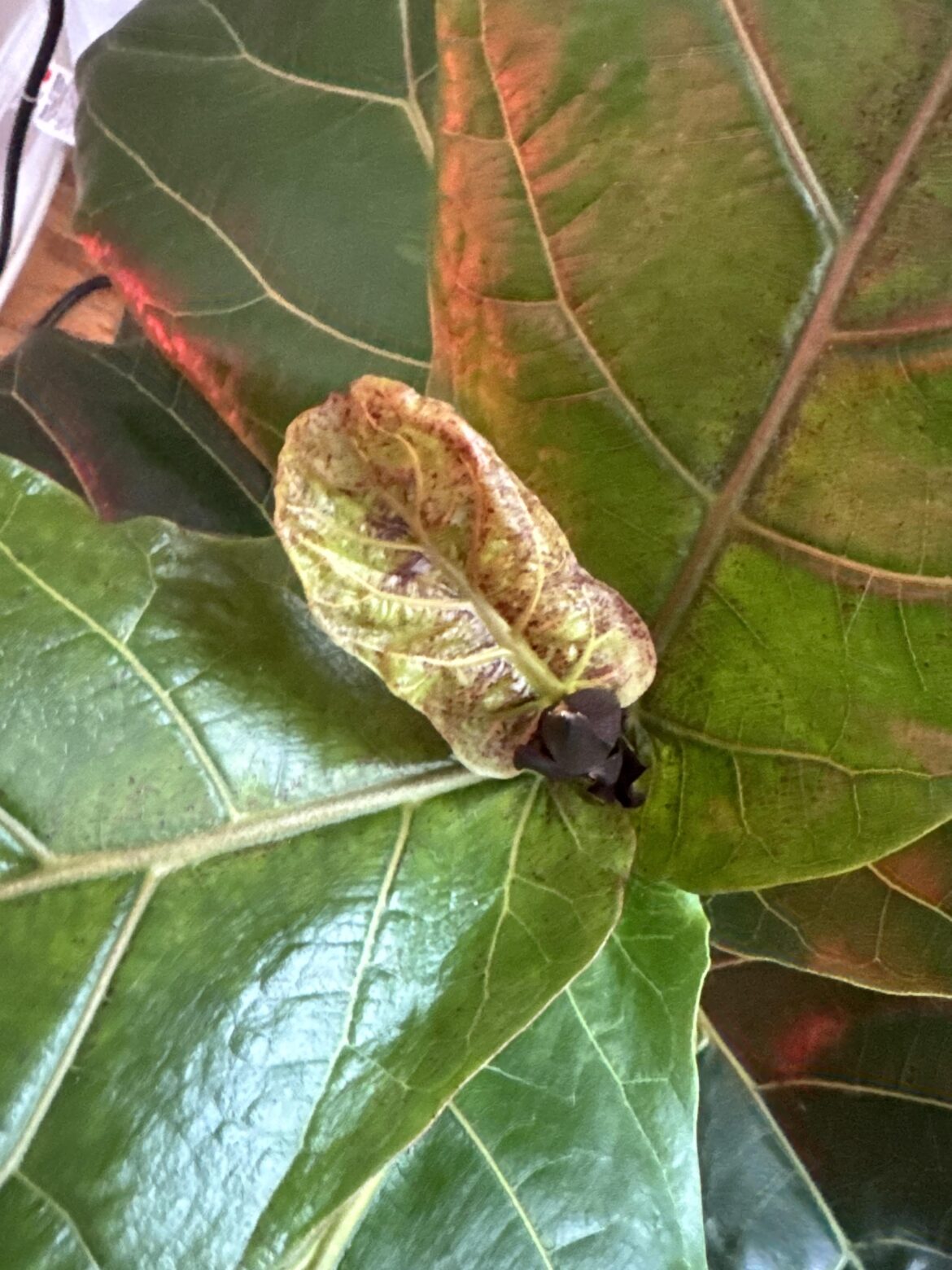 Fiddle fig help!