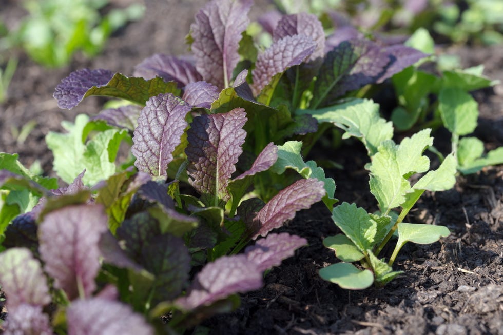 Lettuce mustard  (Brassica juncea) rises in a garden bed.