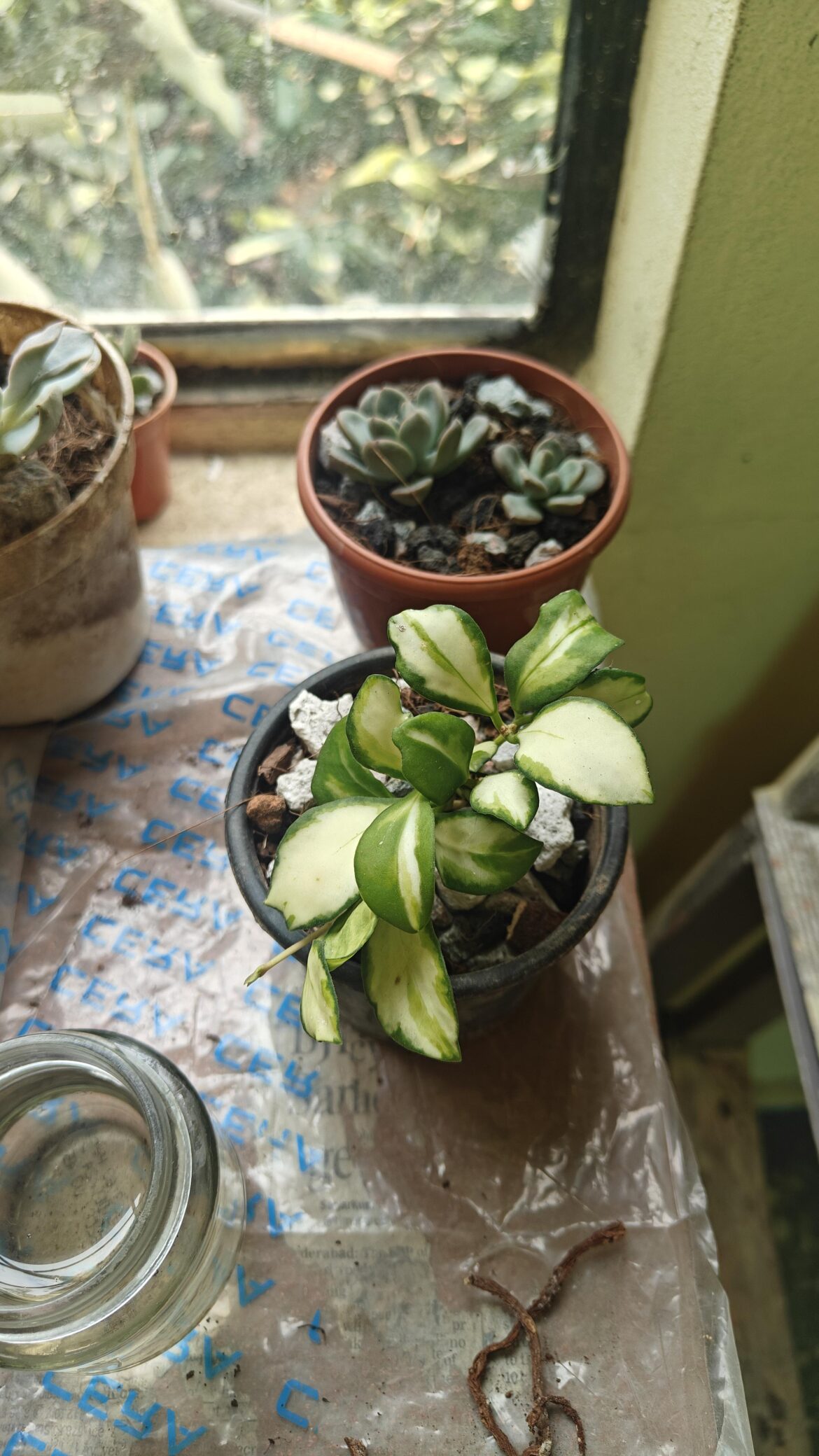 hoya watering question hoya watering question