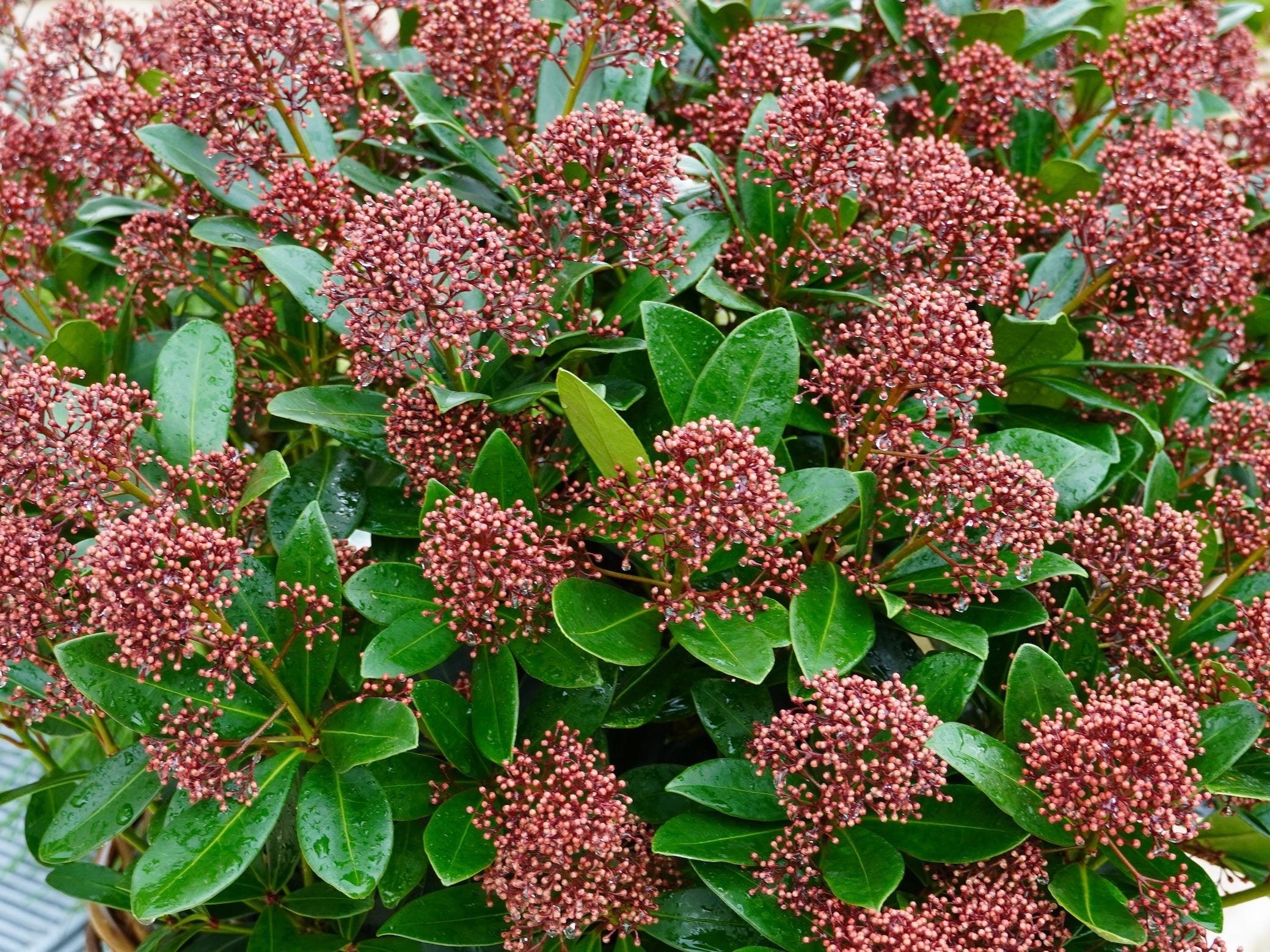 shrubs that thrive in pots