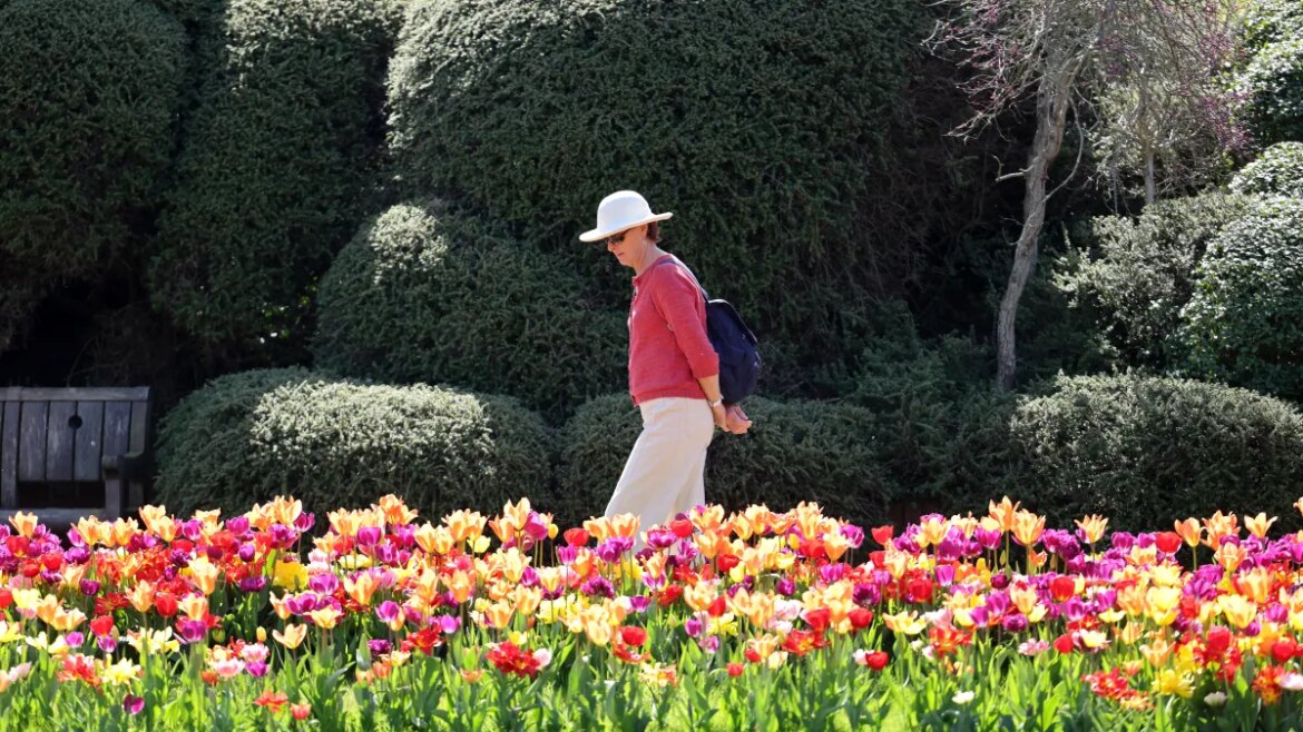 What makes a good tulip? My day with the RHS judges — and their tips What makes a good tulip? My day with the RHS judges — and their tips