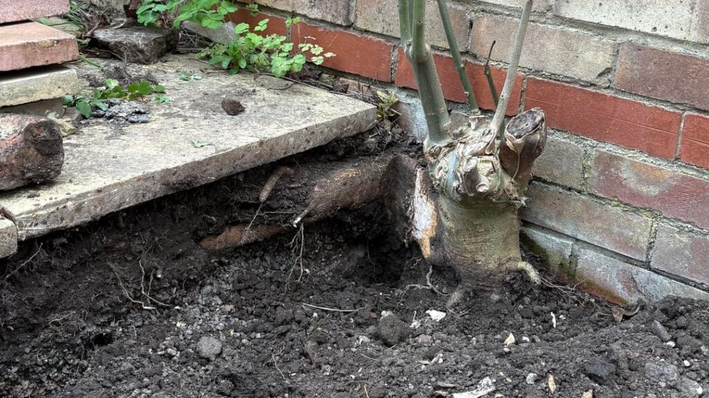 Ideas how to get rid of the stump without breaking the wall or my back Ideas how to get rid of the stump without breaking the wall or my back