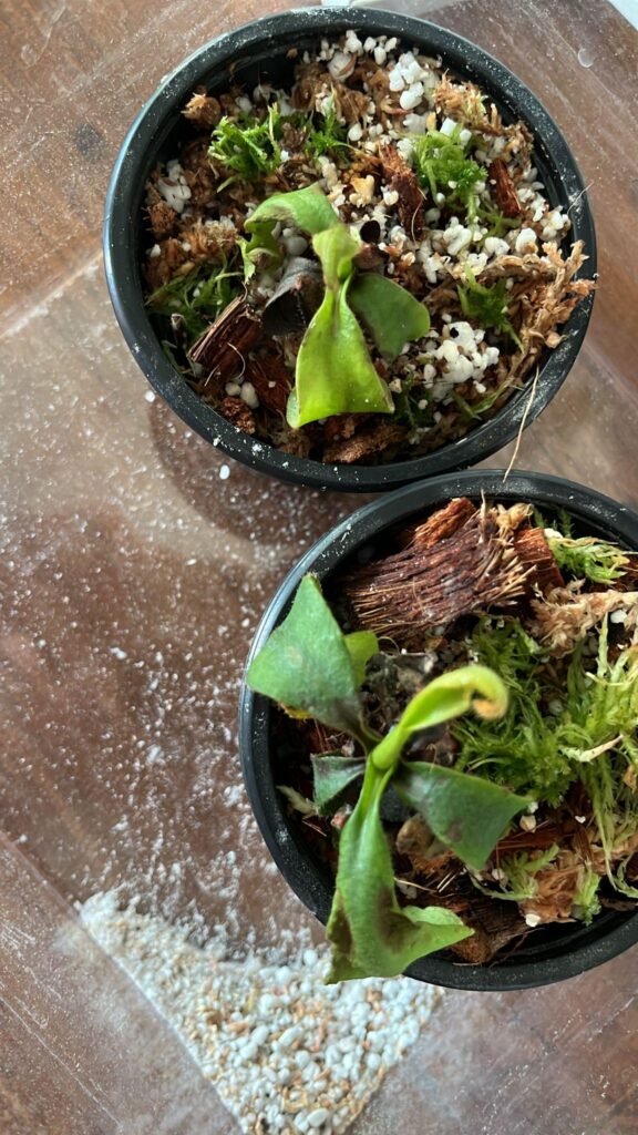 What is happening to my veitchii?
