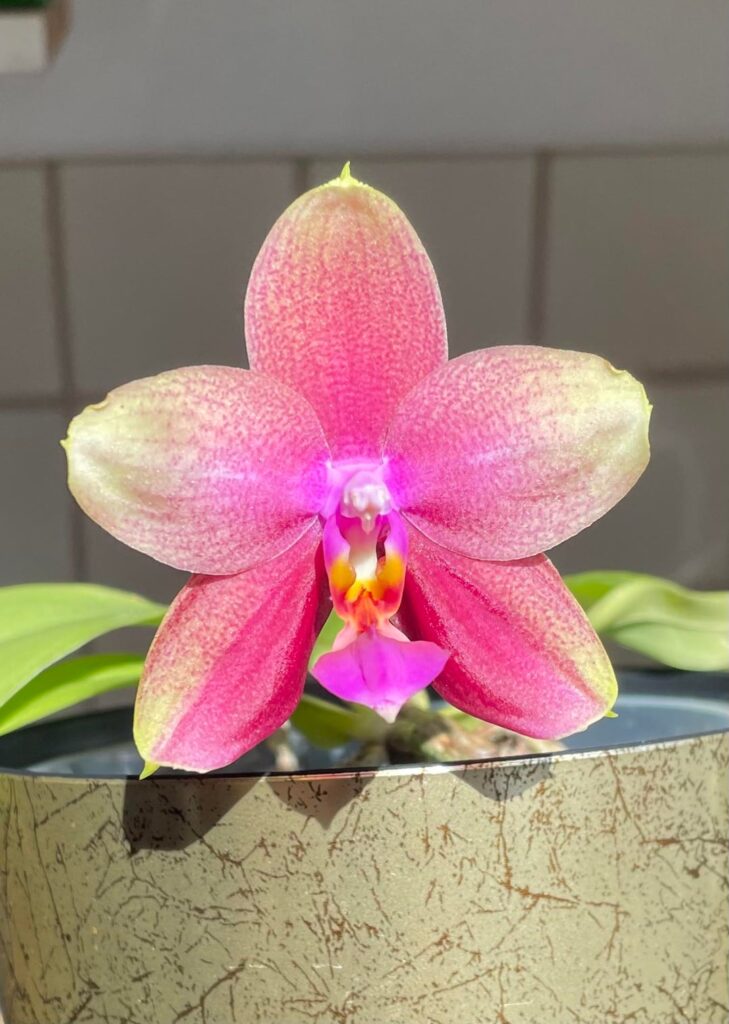 Phal. Liodoro opened its first bloom ever ππΌ Phal. Liodoro opened its first bloom ever ππΌ