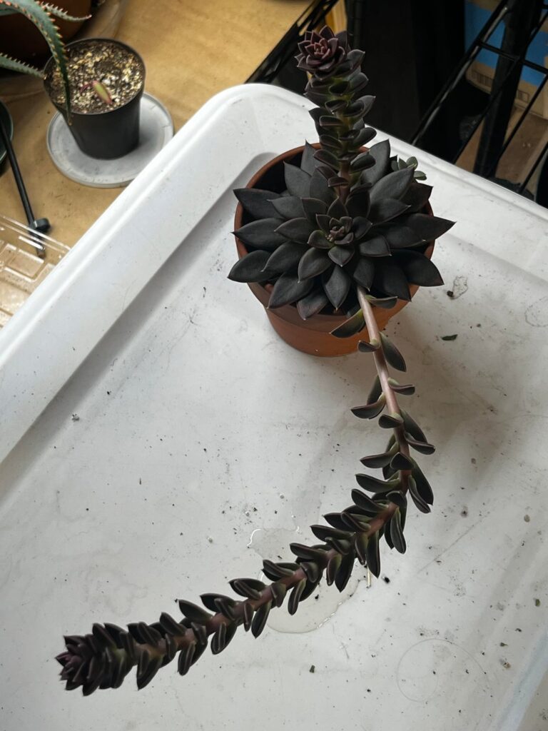 Echeveria…. With stalks?