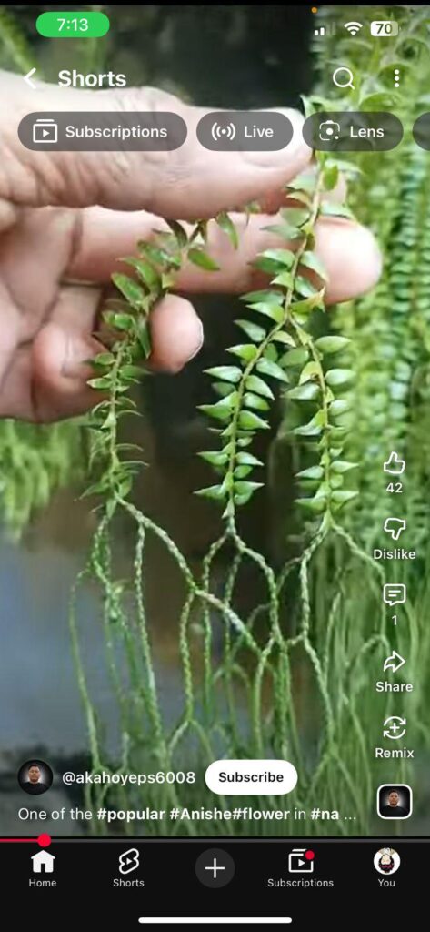Tried everything to find this fern type plant