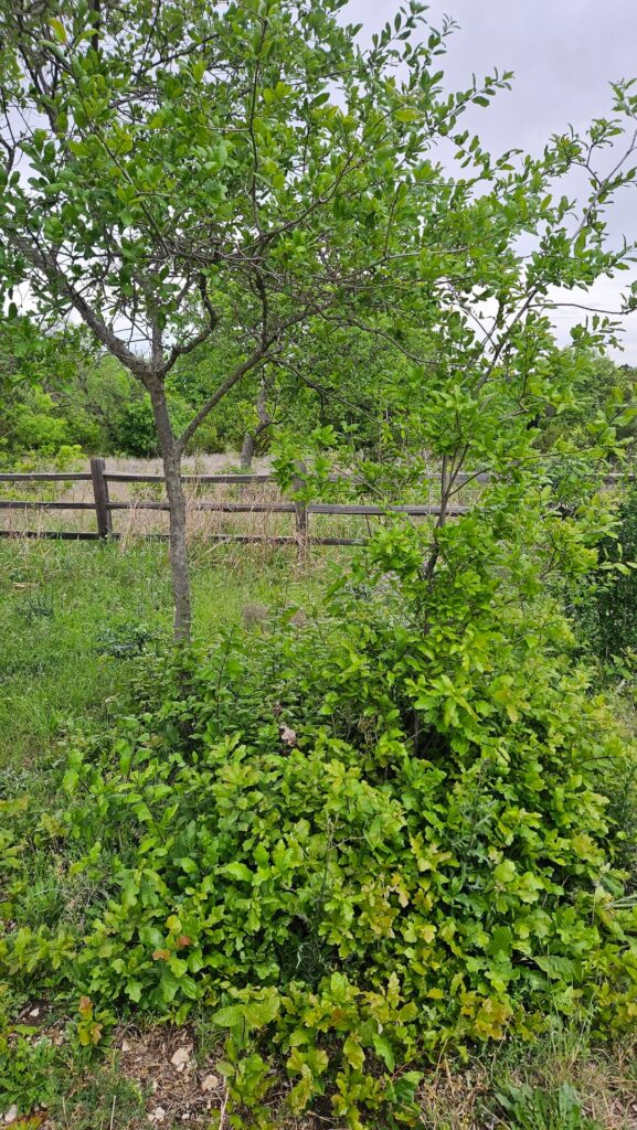 Tree ID and advice