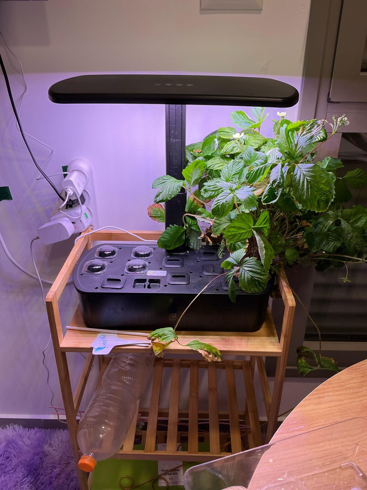 Beginner who needs help planning out what to plant