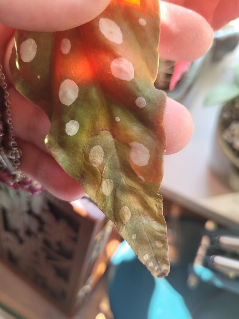 Why is the leafes starting to turn brown and crispy?