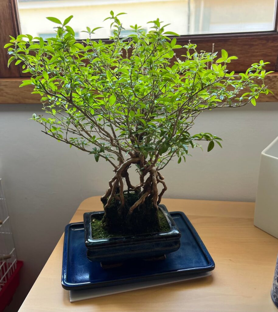 Fangorn (Serissa Phoetida)