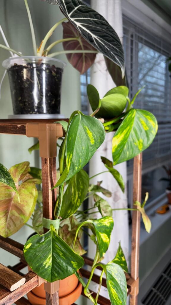 Why are my pothos leaves like that?