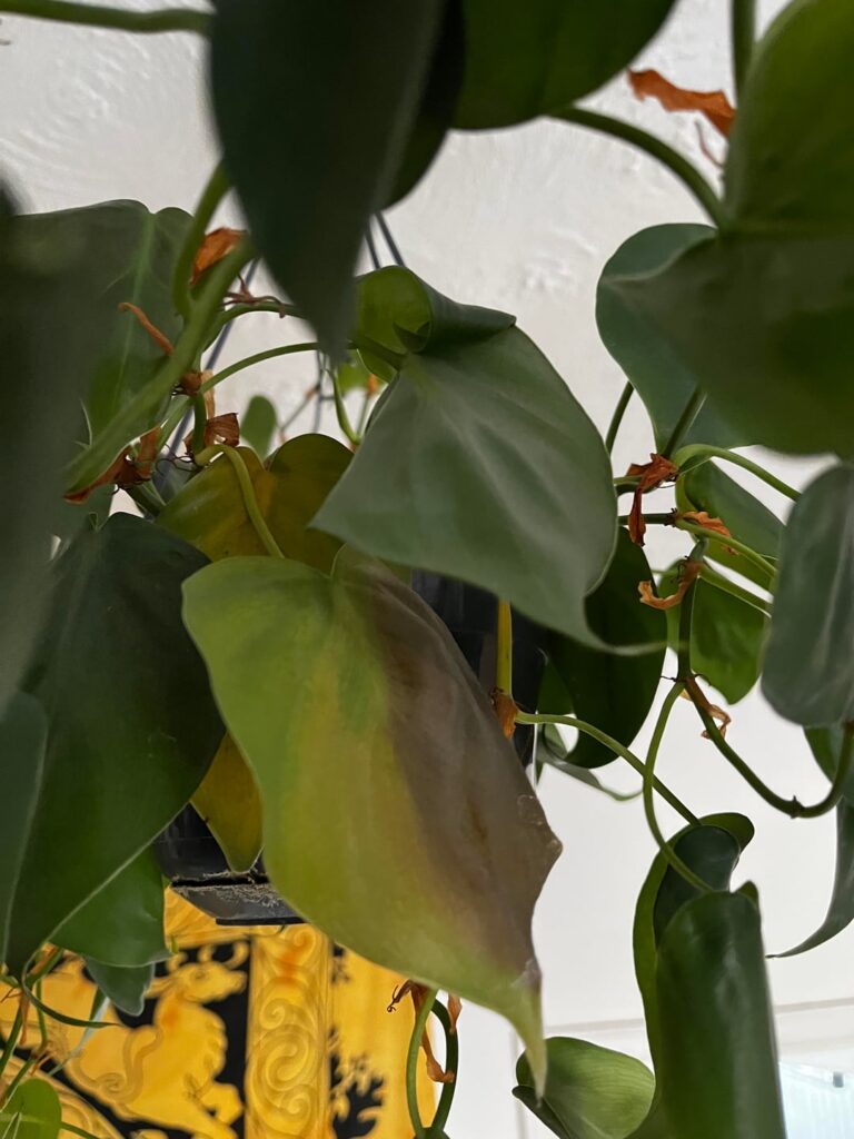 Yellowing leaves, please help! Yellowing leaves, please help!
